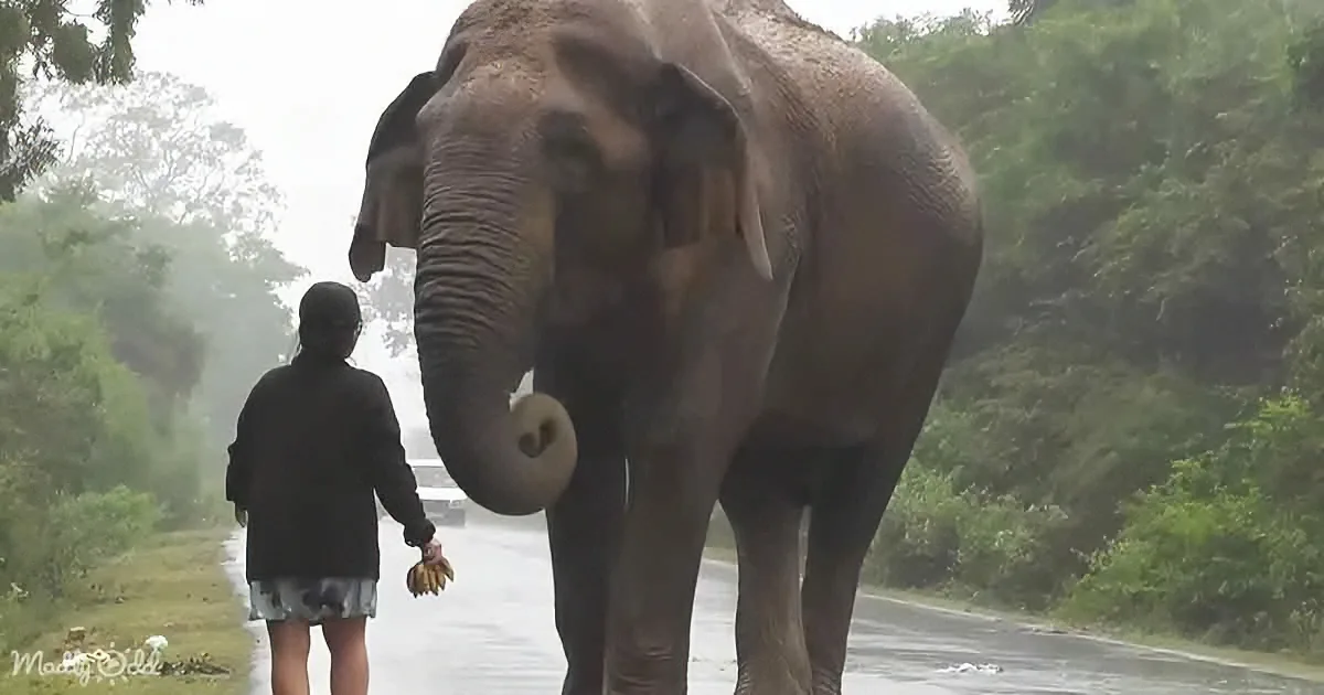 A person walks alongside a large elephant on a wet road, holding bananas.