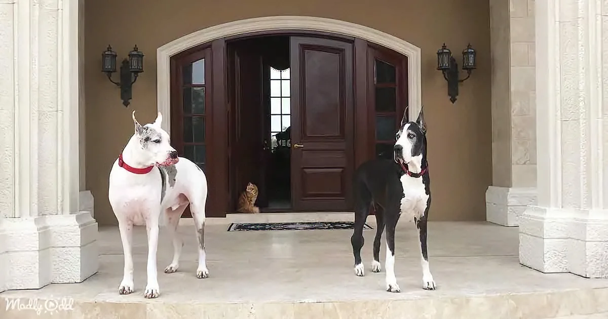 Two Great Danes in red collars stand guard in front of a large arched doorway with a cat inside.