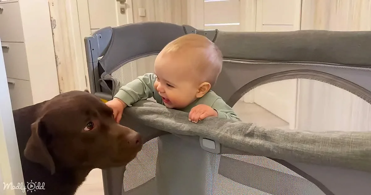 A baby leans over a playpen, smiling at a brown dog looking back.