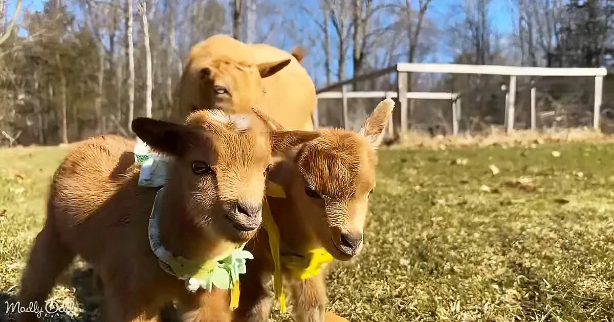 Two brown baby goats with yellow tags stand in a grassy field with a larger brown goat in the background.