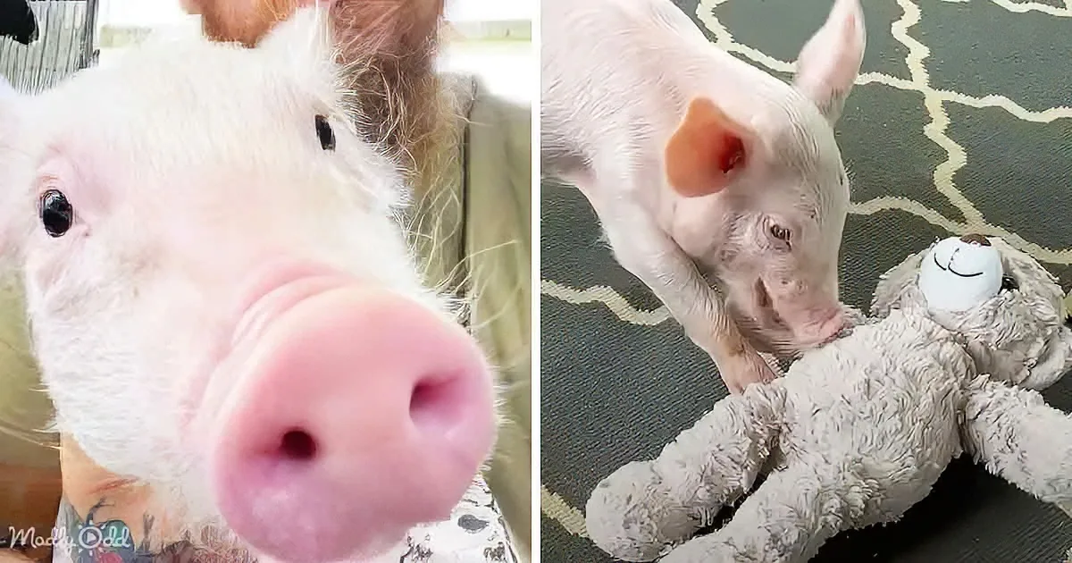 A piglet sniffs the camera, then plays with a stuffed animal on a patterned rug.
