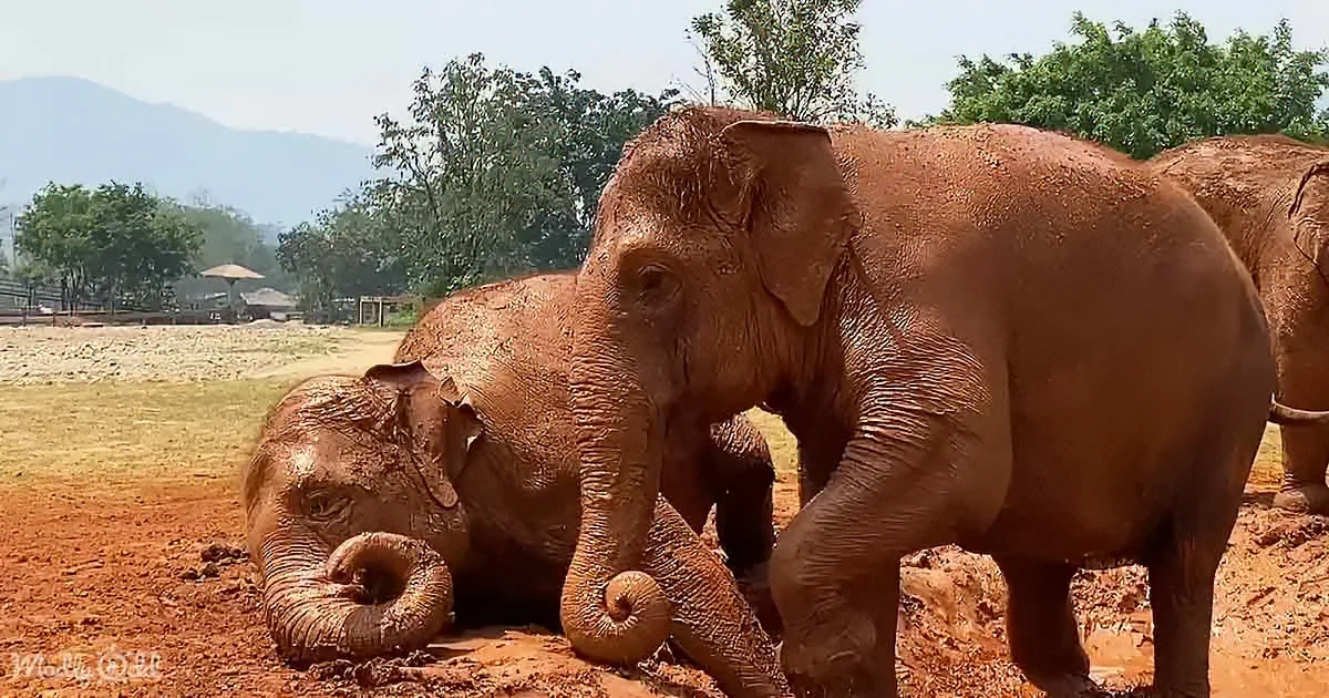 Two elephants, one lying down and the other standing, covered in mud in a dirt field with trees and hills in the background.