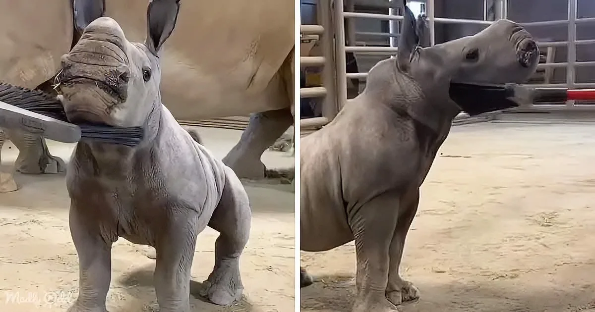 Watch a Baby Rhino''s Blissful Reaction to a Good Brushing