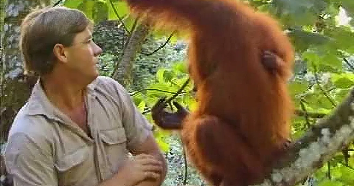 A man in a white shirt leans close to an orangutan in a lush forest setting.