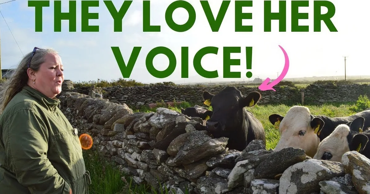 Irish Cows Enchanted by Woman Singing Doris Day Classic