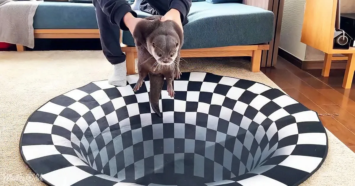 A person holds an otter above a black-and-white checkered 3D illusion floor mat, creating a visual trick.