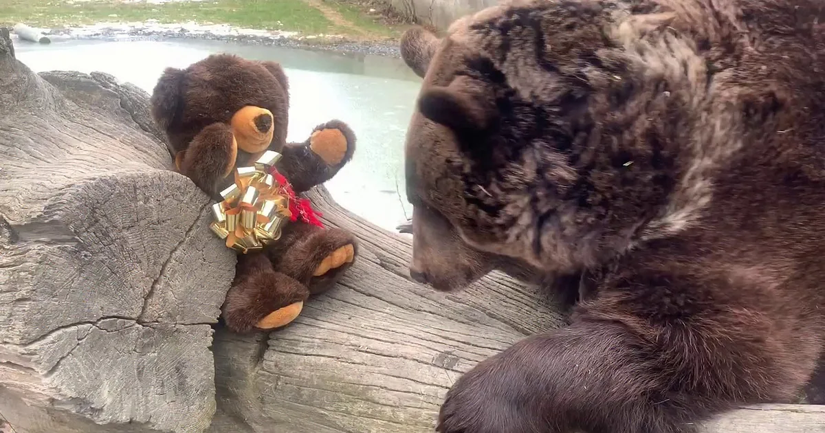 A large brown bear interacts with a stuffed teddy bear on a log.