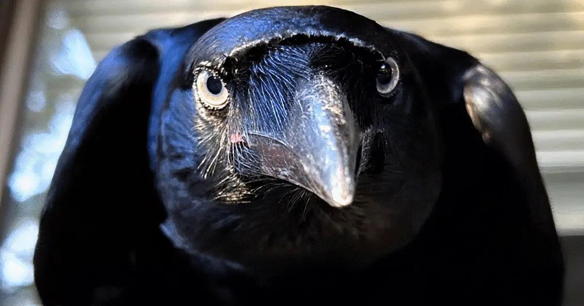 A close-up of a black bird with a white beak and dark eyes, set against a blurred background of yellow and green foliage.