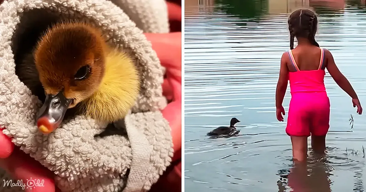 A fluffy duckling in a towel and a girl in a pink swimsuit standing in water with a duck swimming nearby.