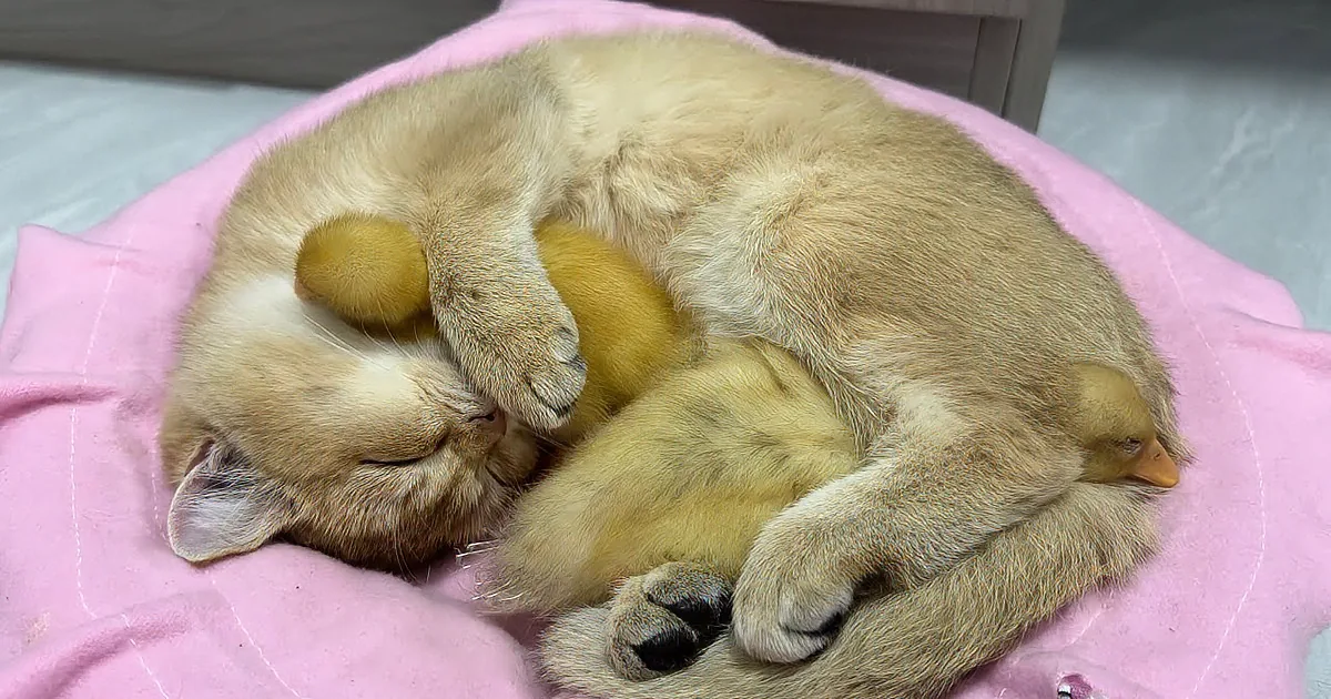 A cat is cuddling with two baby ducks on a pink blanket.
