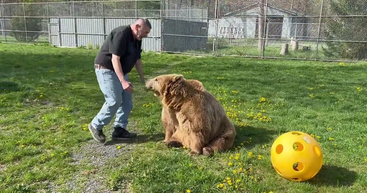 A white bear chases a yellow ball while a man walks nearby in a grassy enclosure.