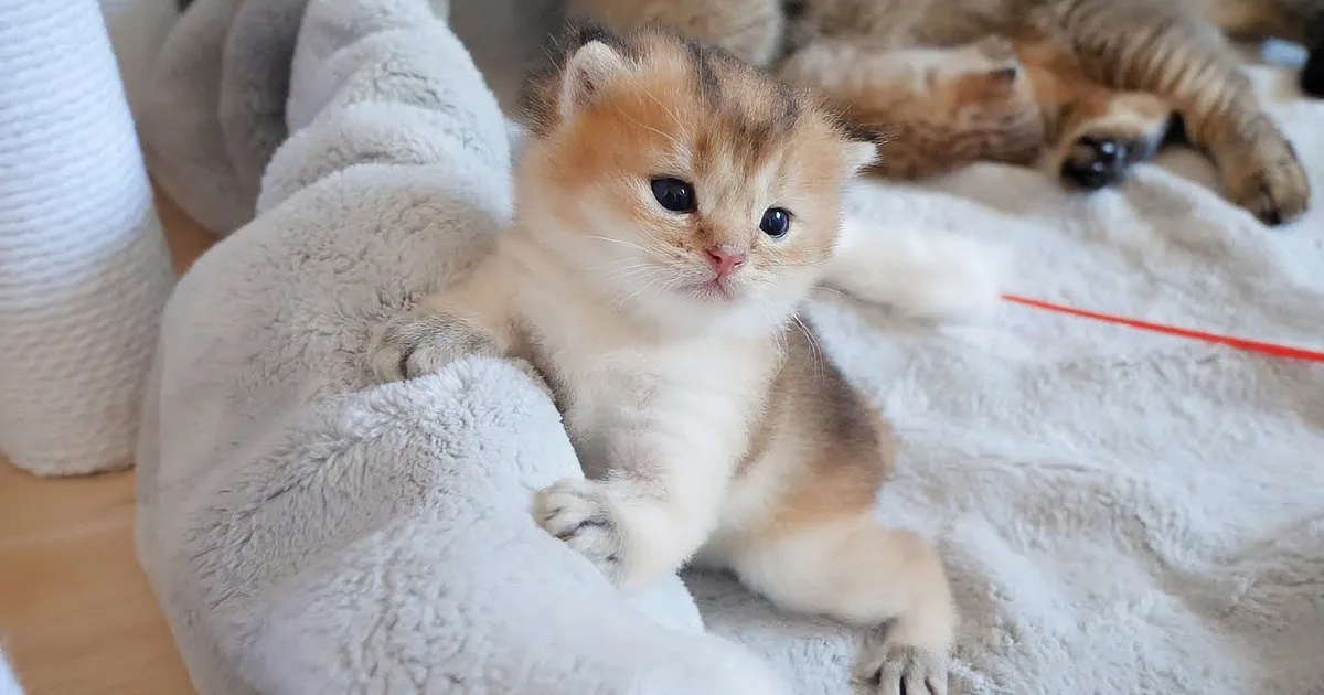 Lili the Kitten Steals Hearts With Her Box Breakout Moment