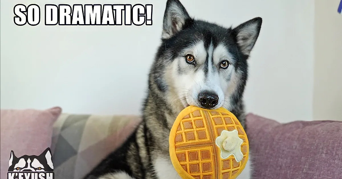 Drama King Husky Turns Into Comedy Goldmine