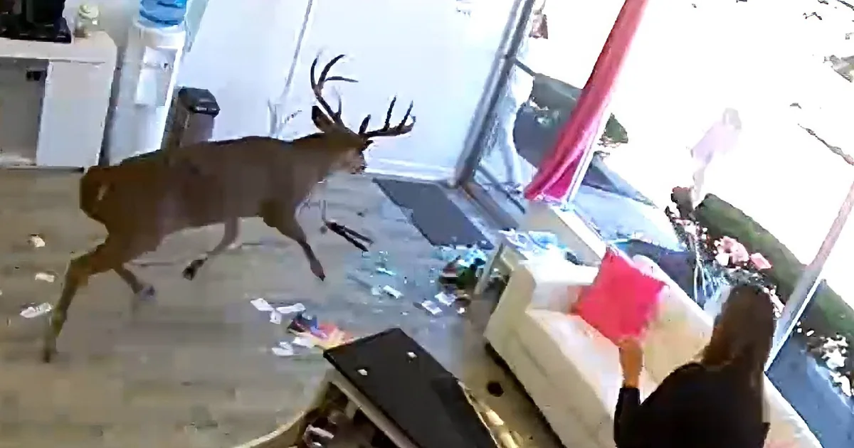 A deer闯入室内,破坏家具和物品,地板上散落着碎片。
