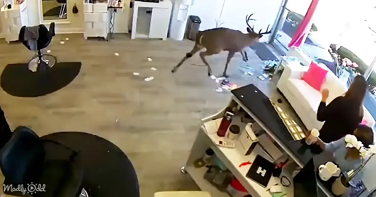 A deer闯入室内,穿过客厅,地板上散落着纸张。