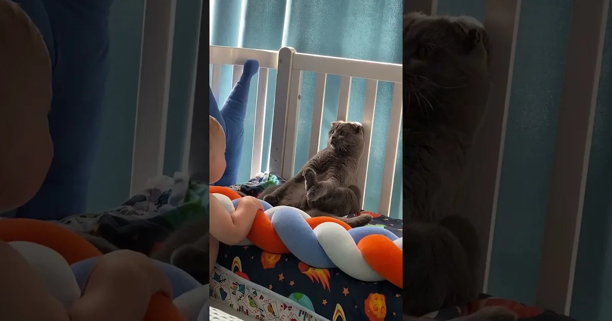 A baby and a gray cat are facing each other, with the cat appearing to be in a playful or curious pose.
