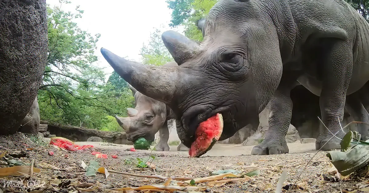 A rhino eats watermelon while another rhino stands nearby in a natural setting.