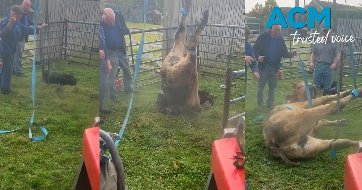 A person in blue is assisting with a cow being restrained for medical treatment in a grassy field.