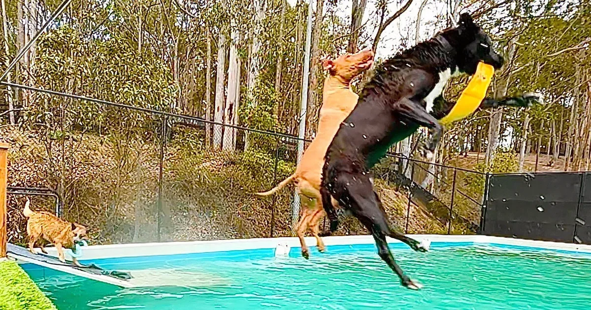 Rescue Dogs'' Splashy Pool Party Will Melt Your Heart