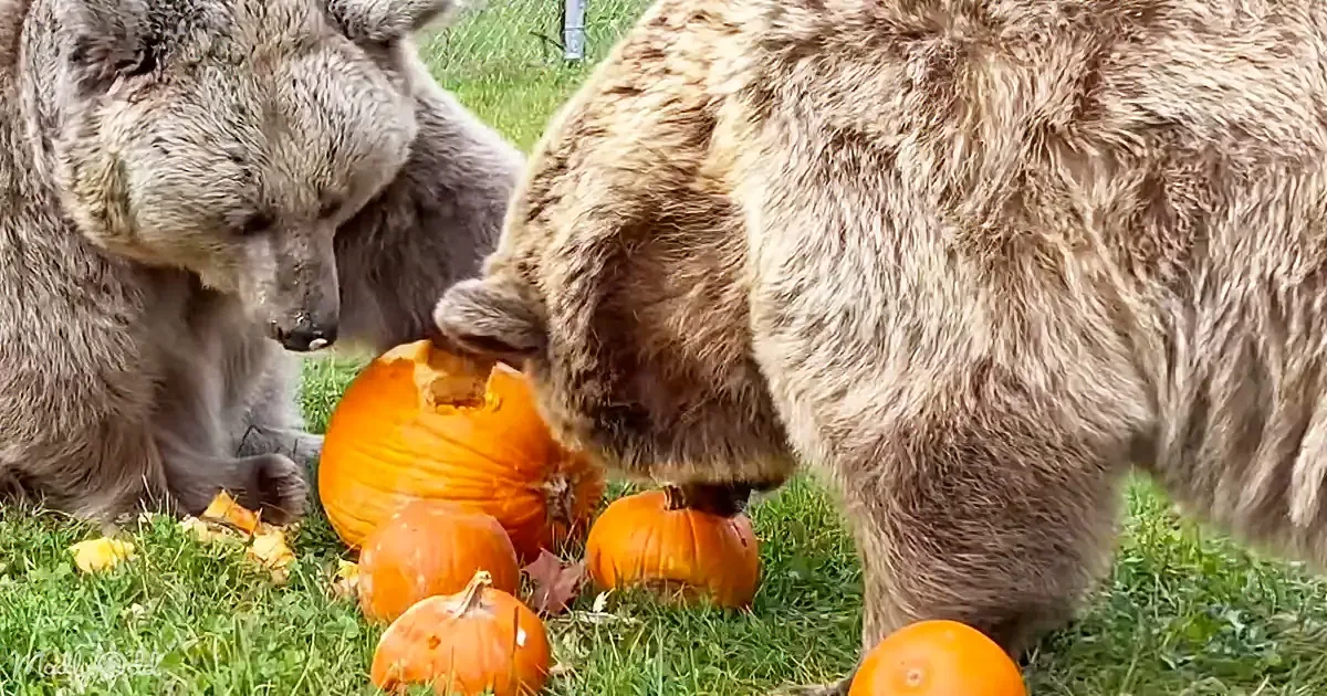 Two bears are eating pumpkins on a grassy area, surrounded by several pumpkins.