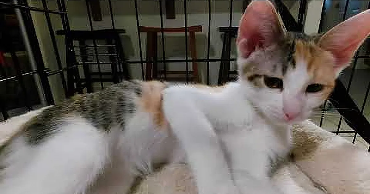 A calico cat with white, orange, and black fur is lying on a fluffy white surface, looking directly at the camera.