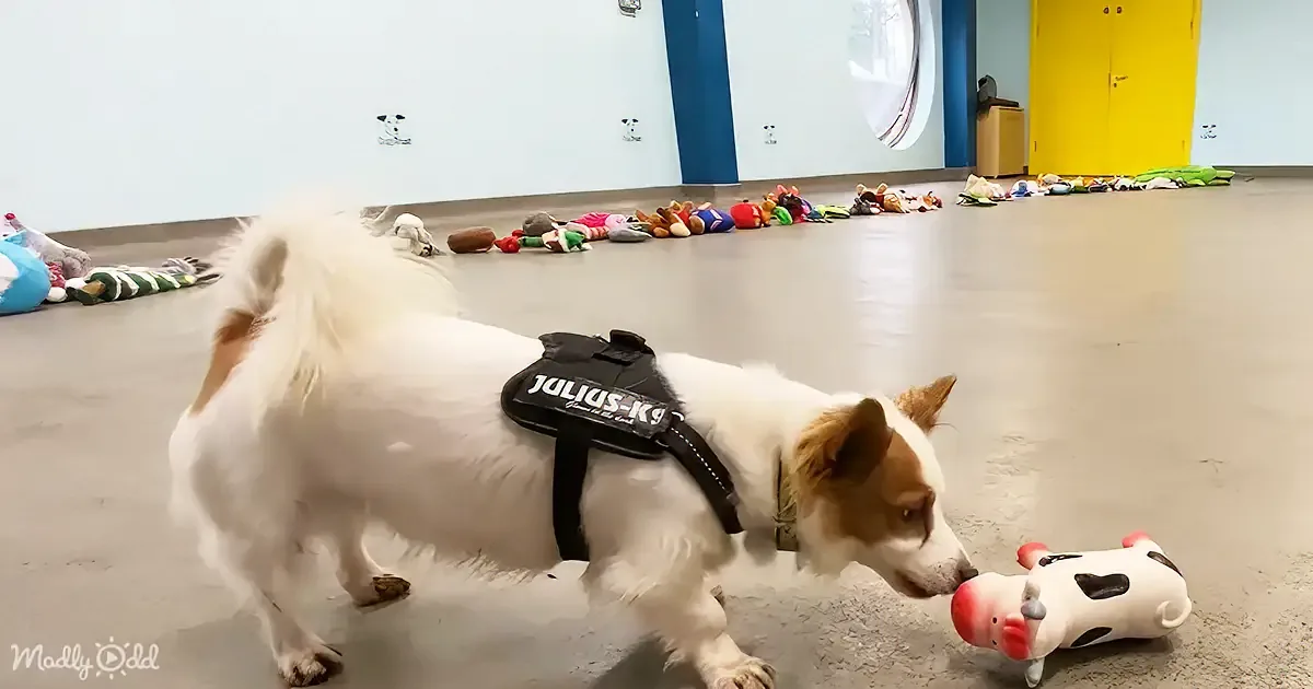 Smile and Feel the Joy With Shelter Dogs Choosing Their Christmas Toys