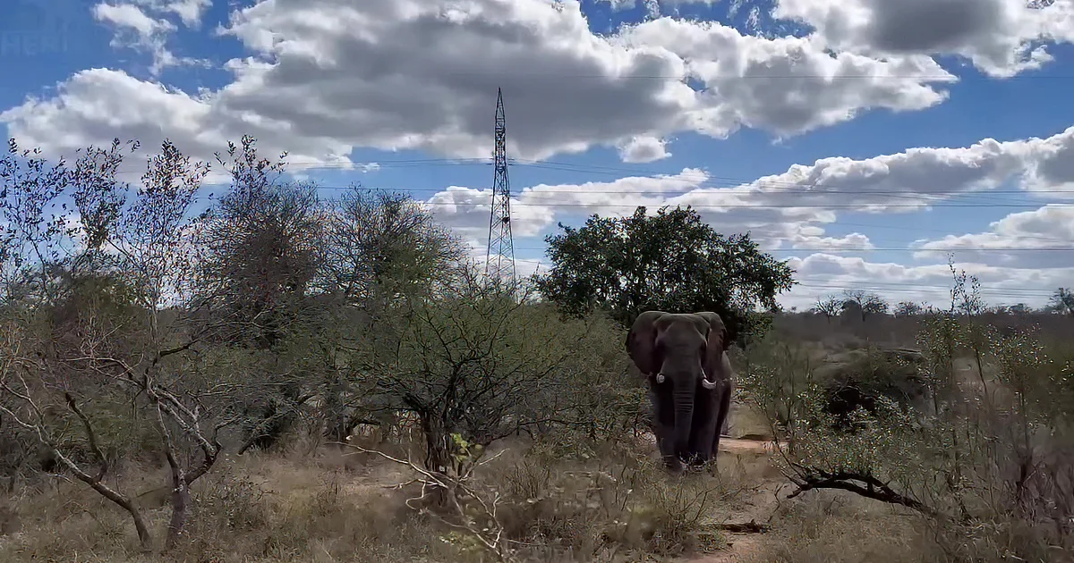 A large elephant with its trunk raised, standing amidst other elephants and trees under a partly cloudy sky.