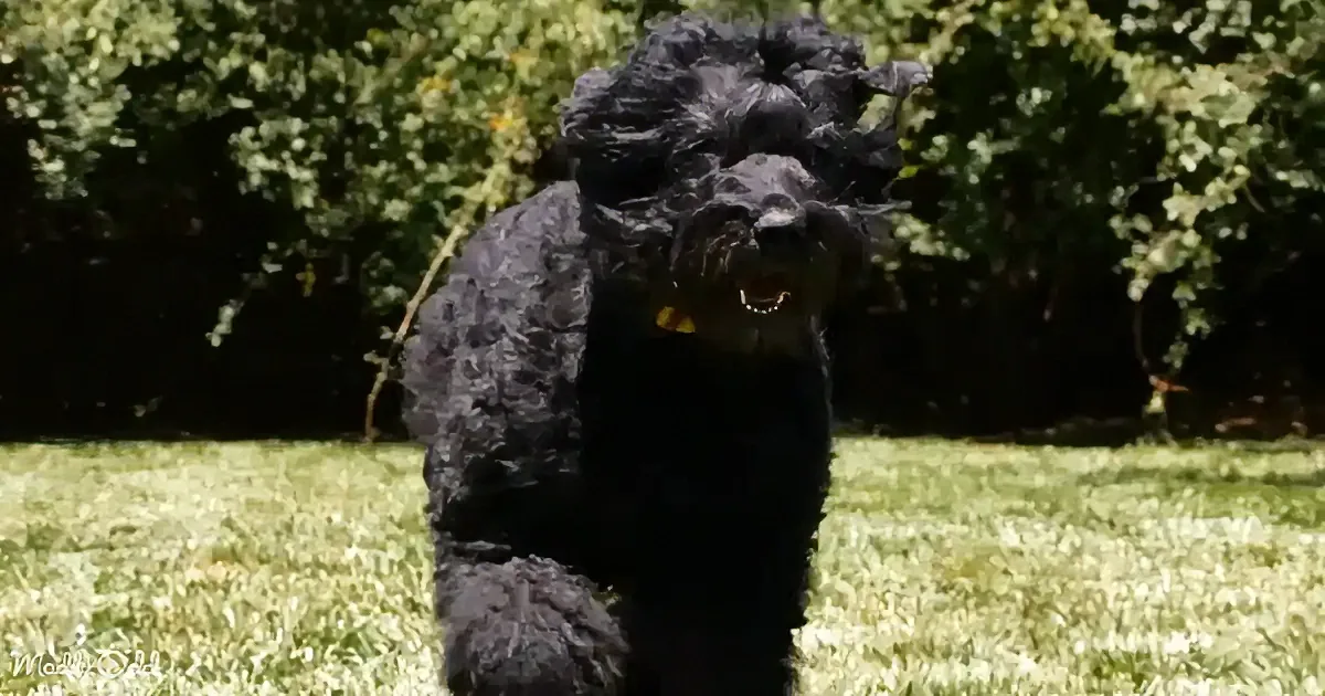 A black poodle with a fluffy coat stands on grass, mouth open, appearing to bark or pant.