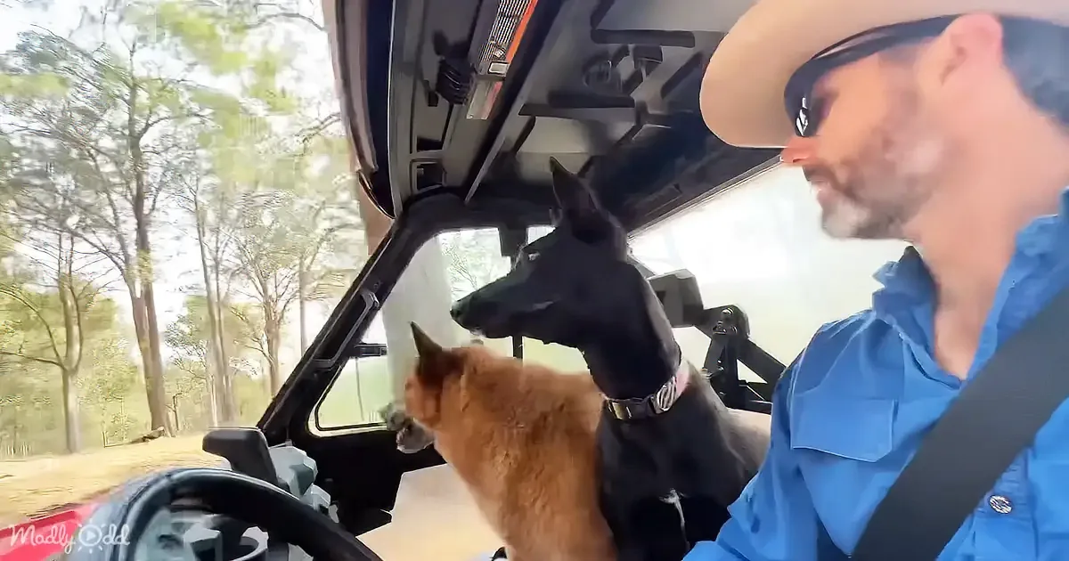 A man in a cowboy hat drives a vehicle with a black dog and a cat in the passenger seat.