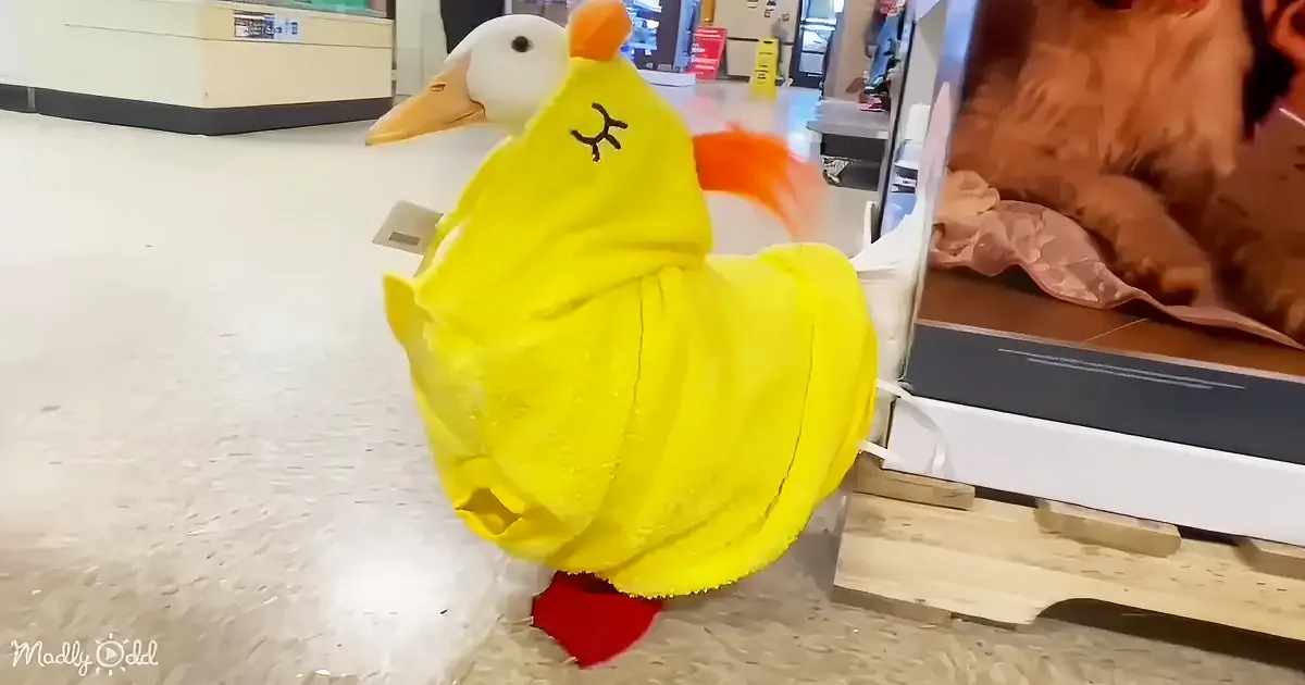 Adorable Pet Duck Tries on Outfits and Makes Friends at Petsmart