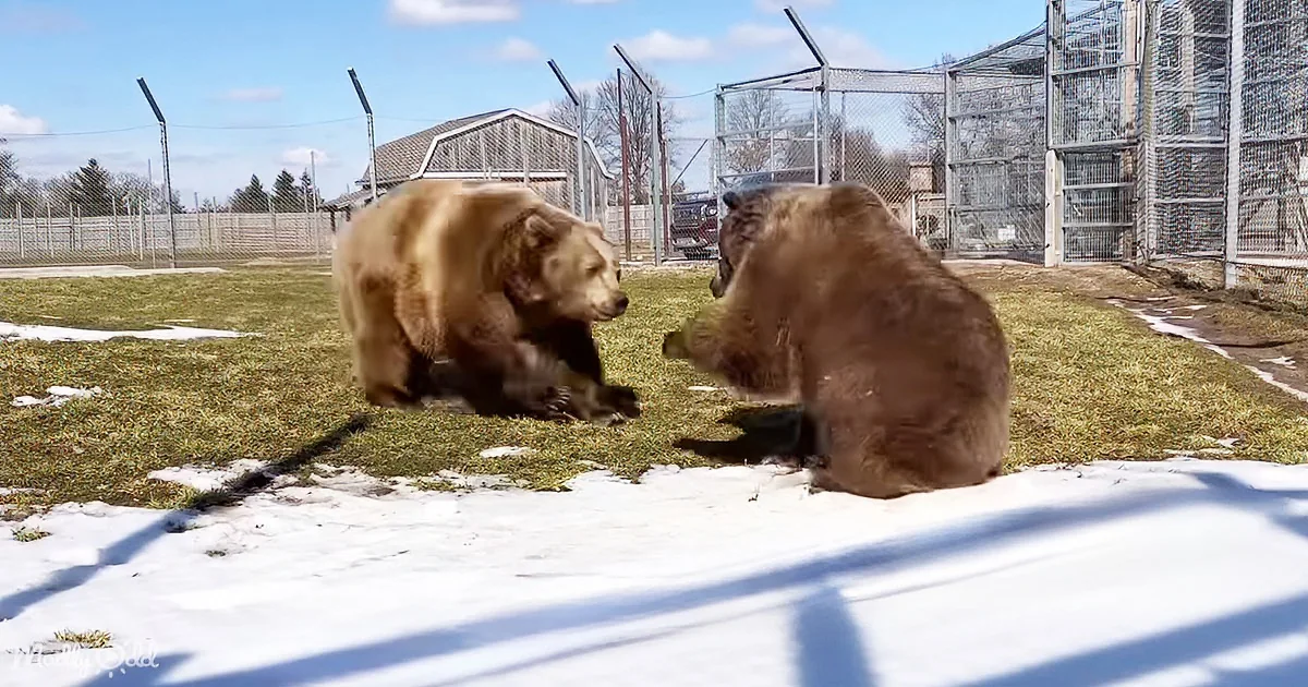 Sanctuary Bears Waking up From Hibernation Melt Hearts With Playfulness