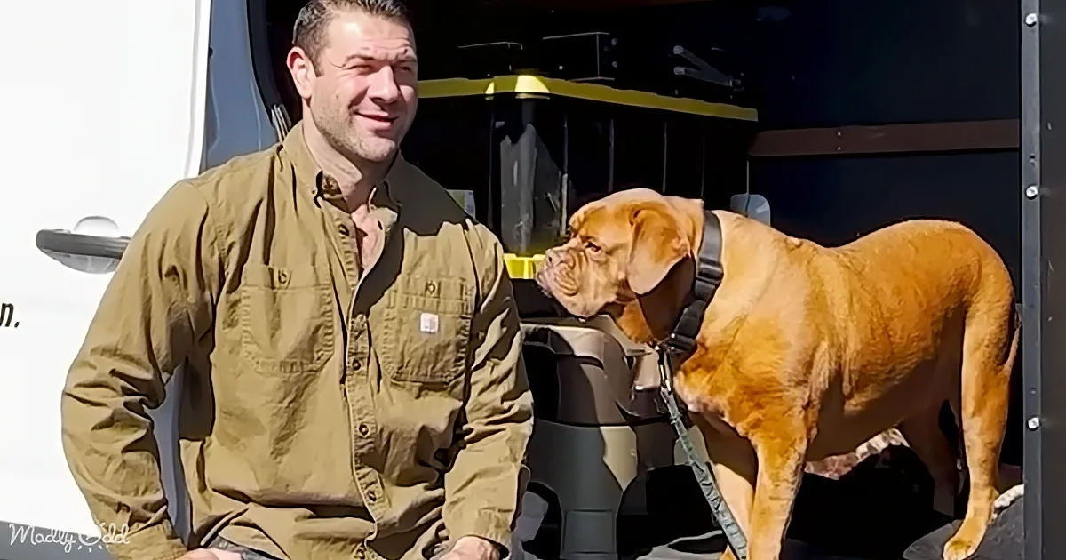 A man in a green shirt stands next to a large, light brown dog with a black harness, both near a vehicle.