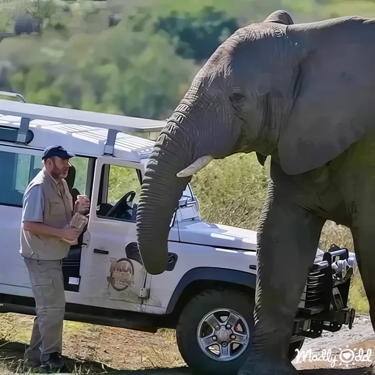 Elephant herd rescue mission, animals running, rescuers coordinating efforts.
