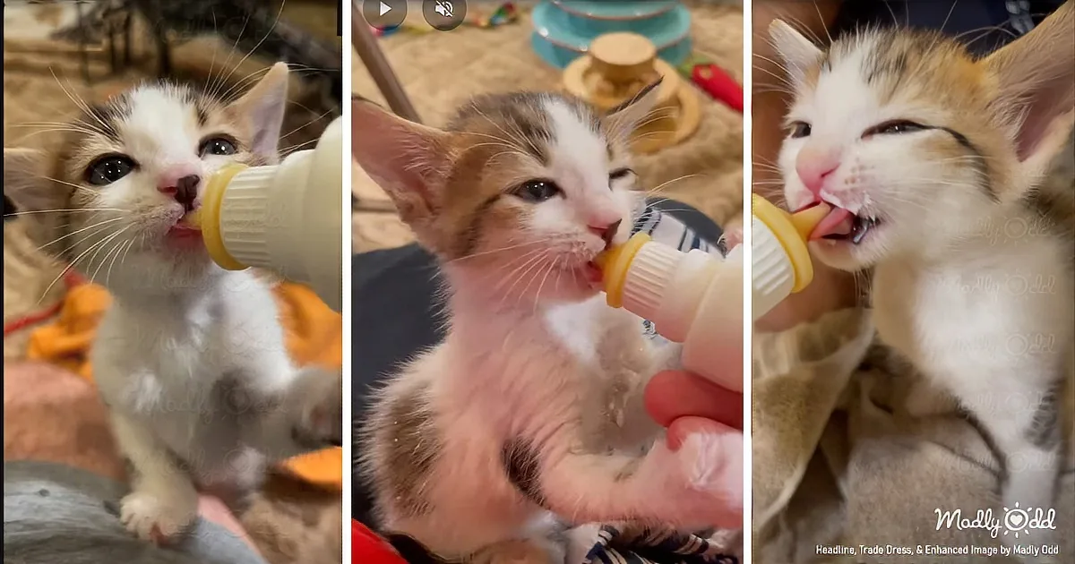 A tiny calico kitten is being bottle-fed by a person, looking content and slightly sleepy.