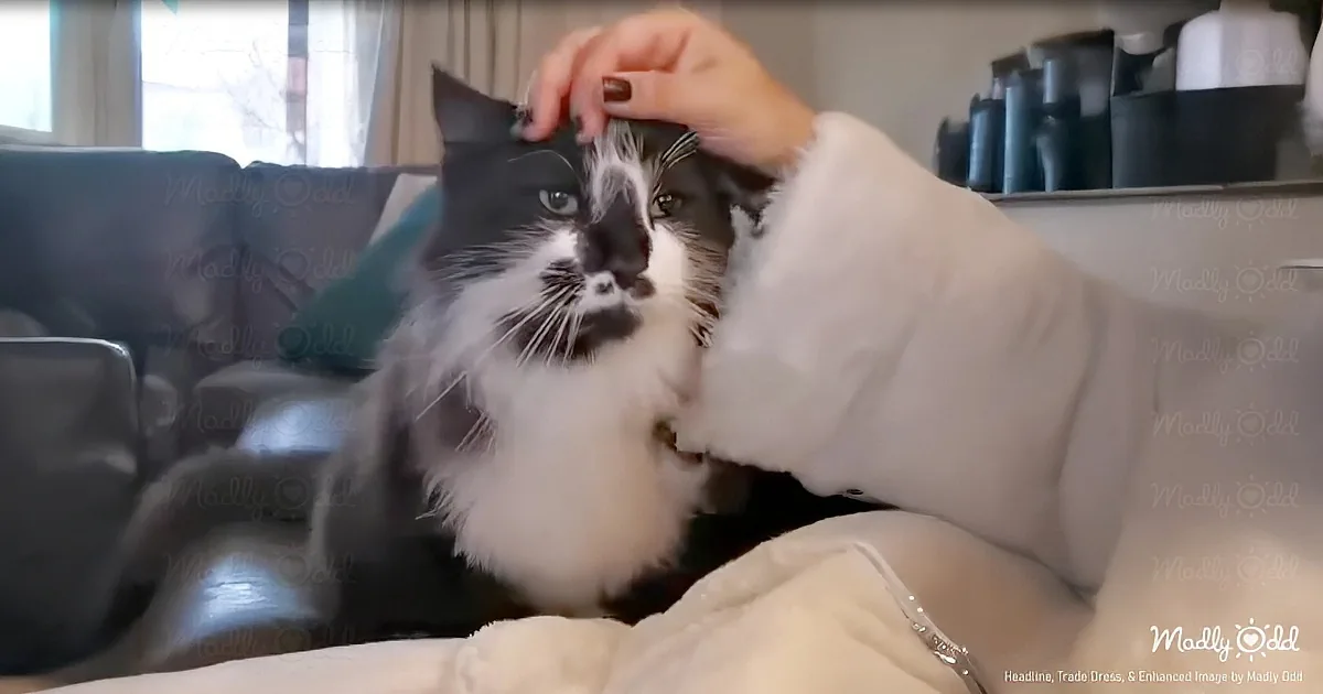 A black and white cat being petted by a person on a couch.