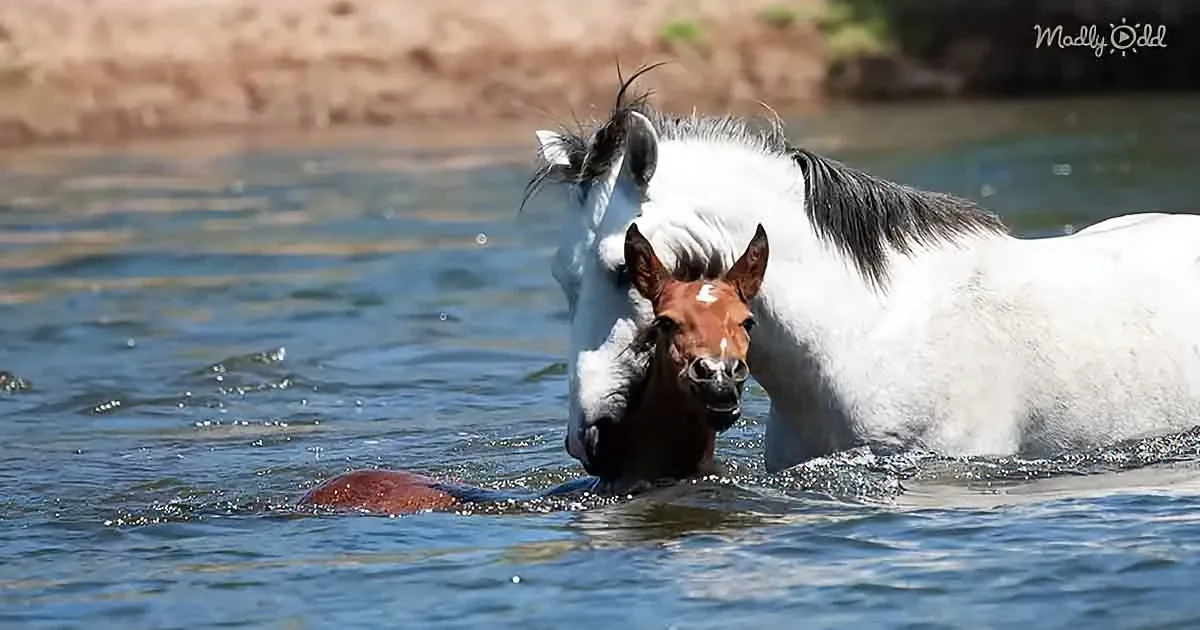 A white and brown horse and foal are swimming in a body of water.
