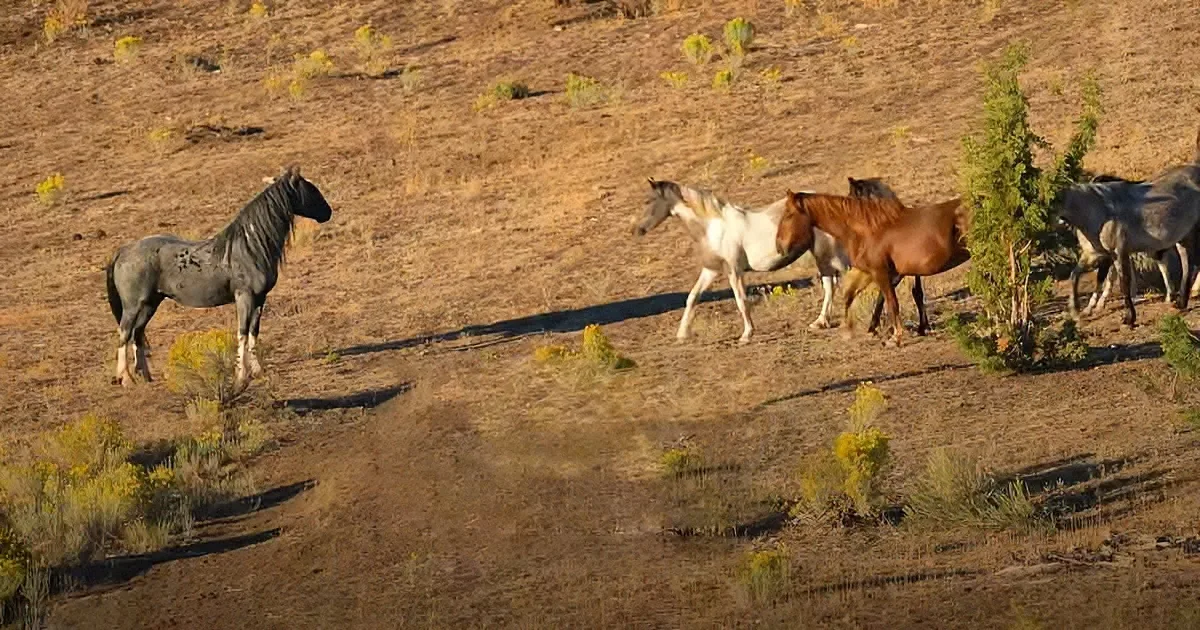 A group of horses stands on a dry, grassy hillside with sparse vegetation.