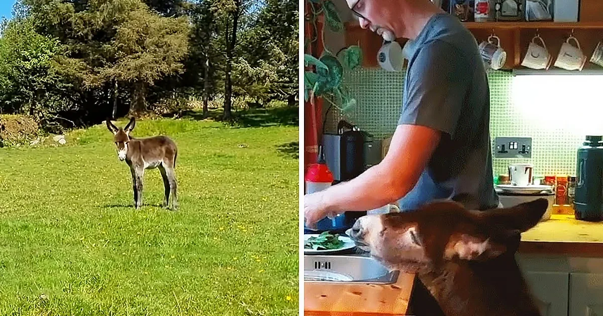 A donkey stands in a grassy field, while a man washes dishes in a kitchen with a curious donkey nearby.