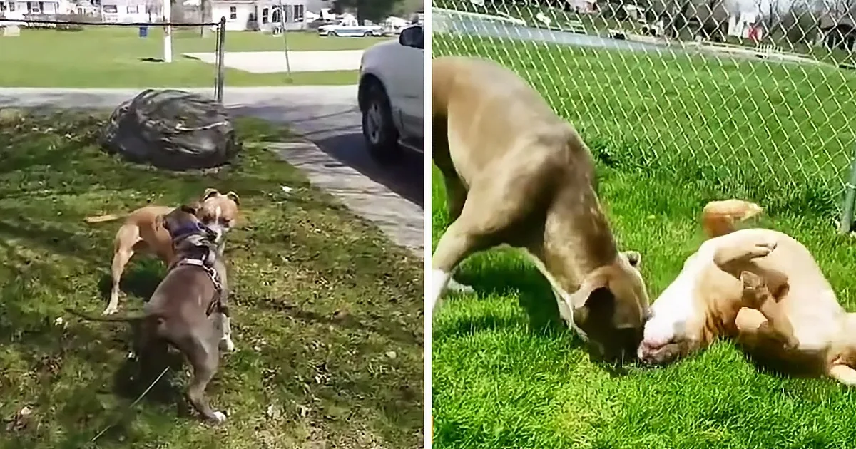 Two dogs playfully interact on a grassy field, one standing while the other lies down, both appearing happy and energetic.