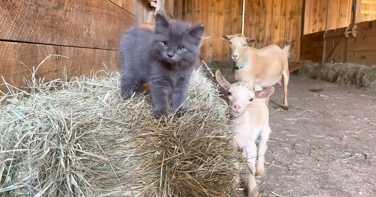 A fluffy gray kitten stands on hay, surrounded by two goats in a barn setting.