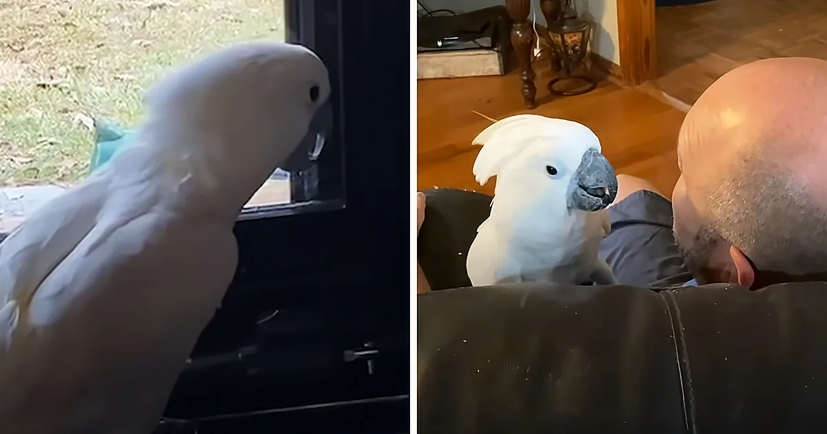 A white cockatoo is perched on a person's lap, looking around, with a grassy outdoor scene visible through a window.