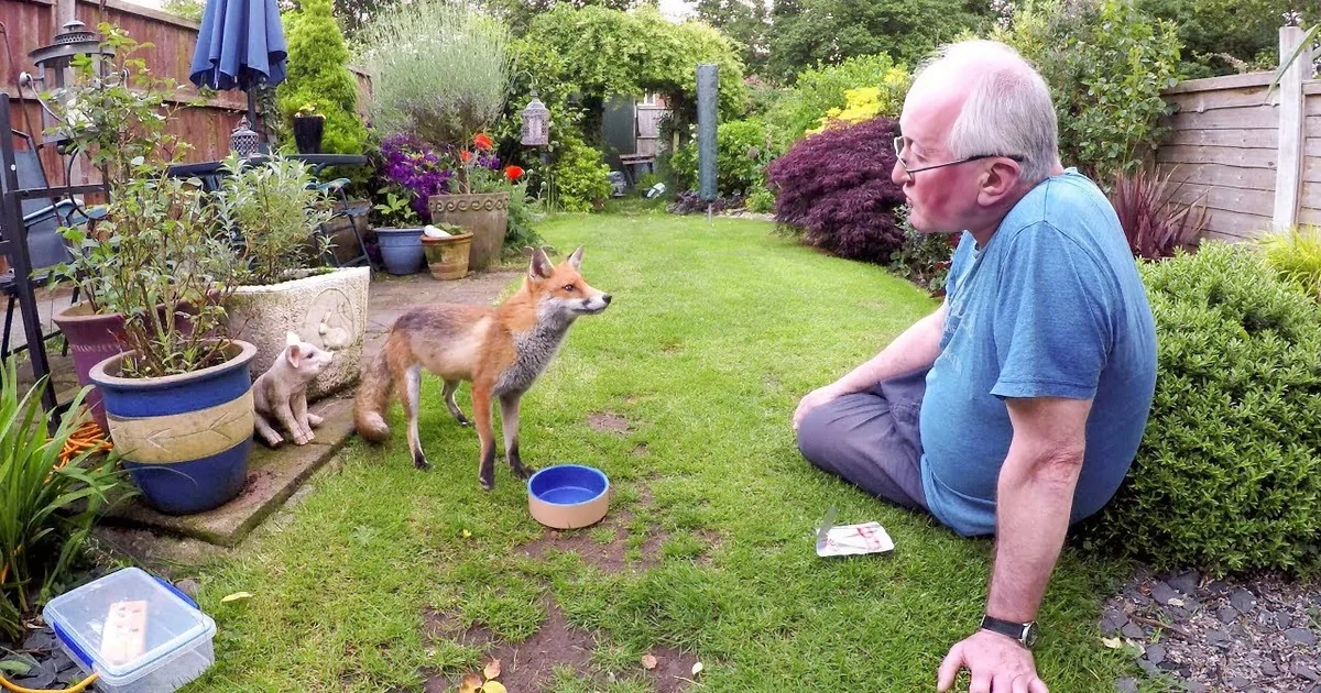 An elderly man sits on the grass, facing a curious fox in a garden with potted plants and flowers.