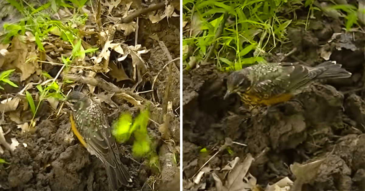 A bird with speckled feathers is foraging in a muddy area surrounded by leaves and greenery.