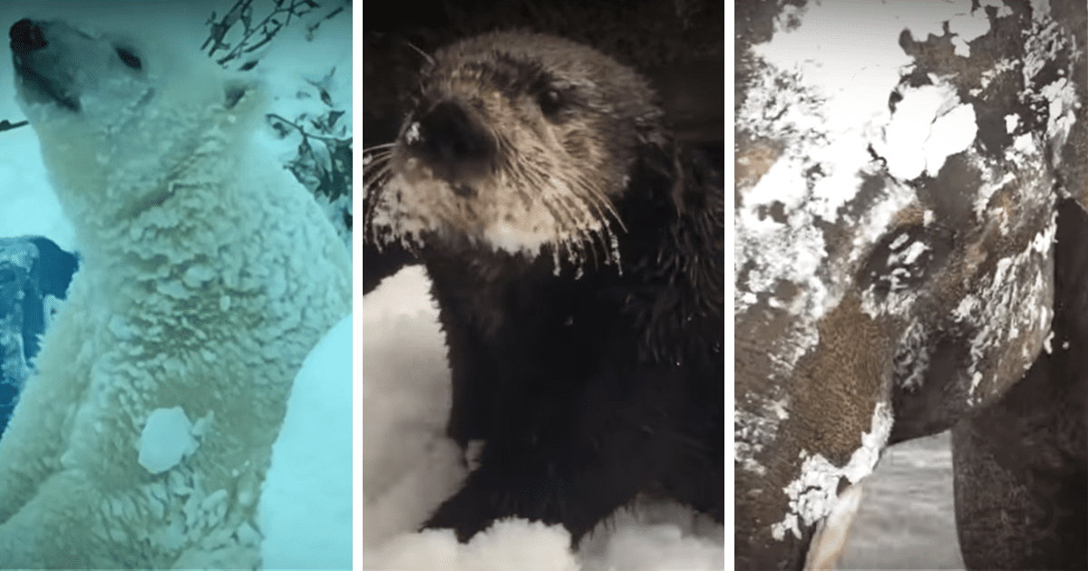A polar bear, an otter, and a dog are covered in snow, looking up.