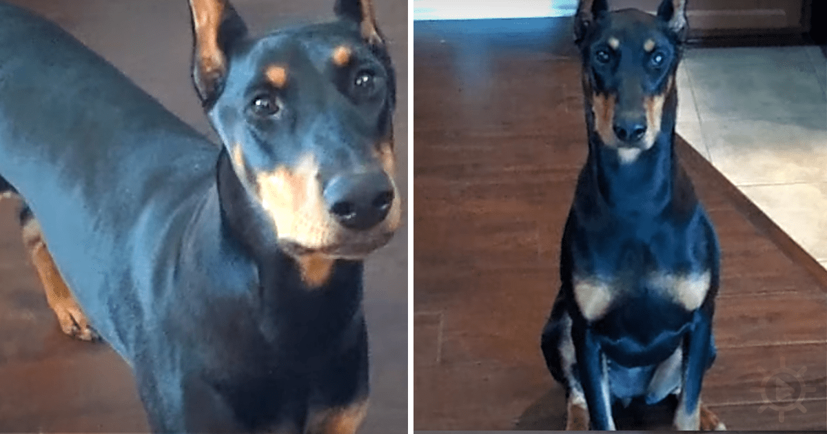 Dad Calls His Dog, Watch What She Does When She Comes Around the Corner