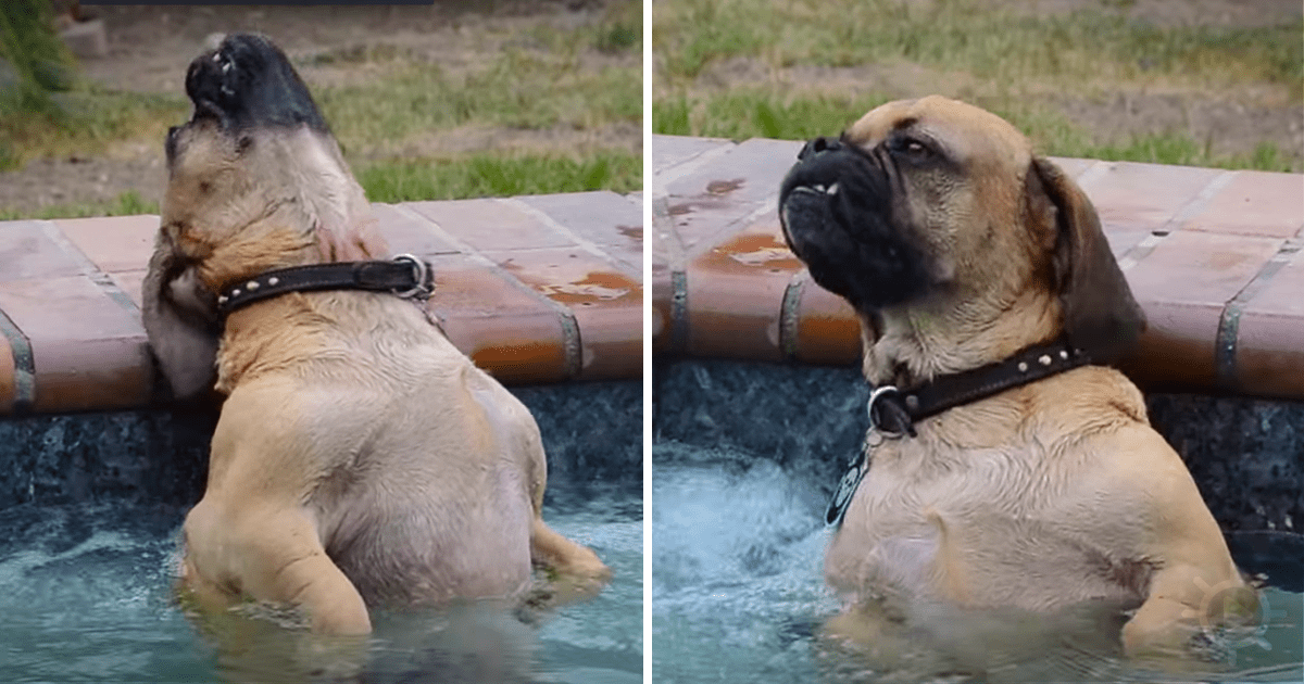 Everybody Doubted His Dogs Antics in the Hot Tub. so He Made This Video