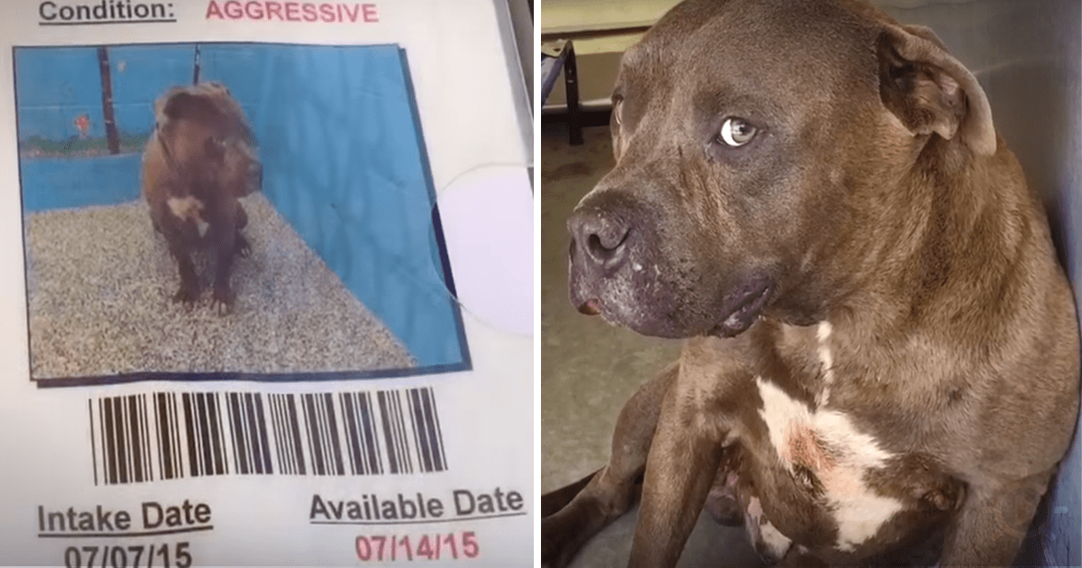 Handler Reaches out to Pit Bull, Proves Aggressive Theory Wrong.