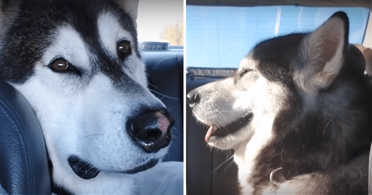 Mom Talks to Her Friend, Dog Joins the Conversation With Hilarious Results