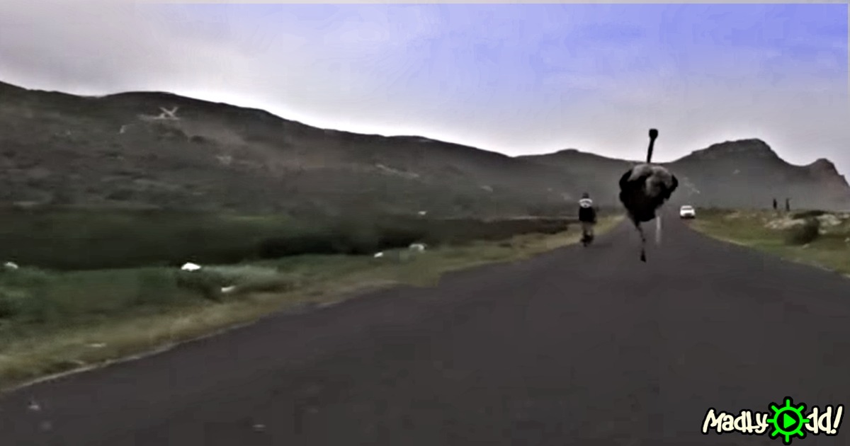 An ostrich runs down a road, with a cyclist and a car in the distance, under a cloudy sky.