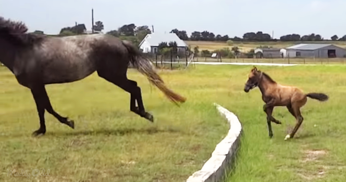 A dark horse and a foal are running in a grassy field near a stone wall.